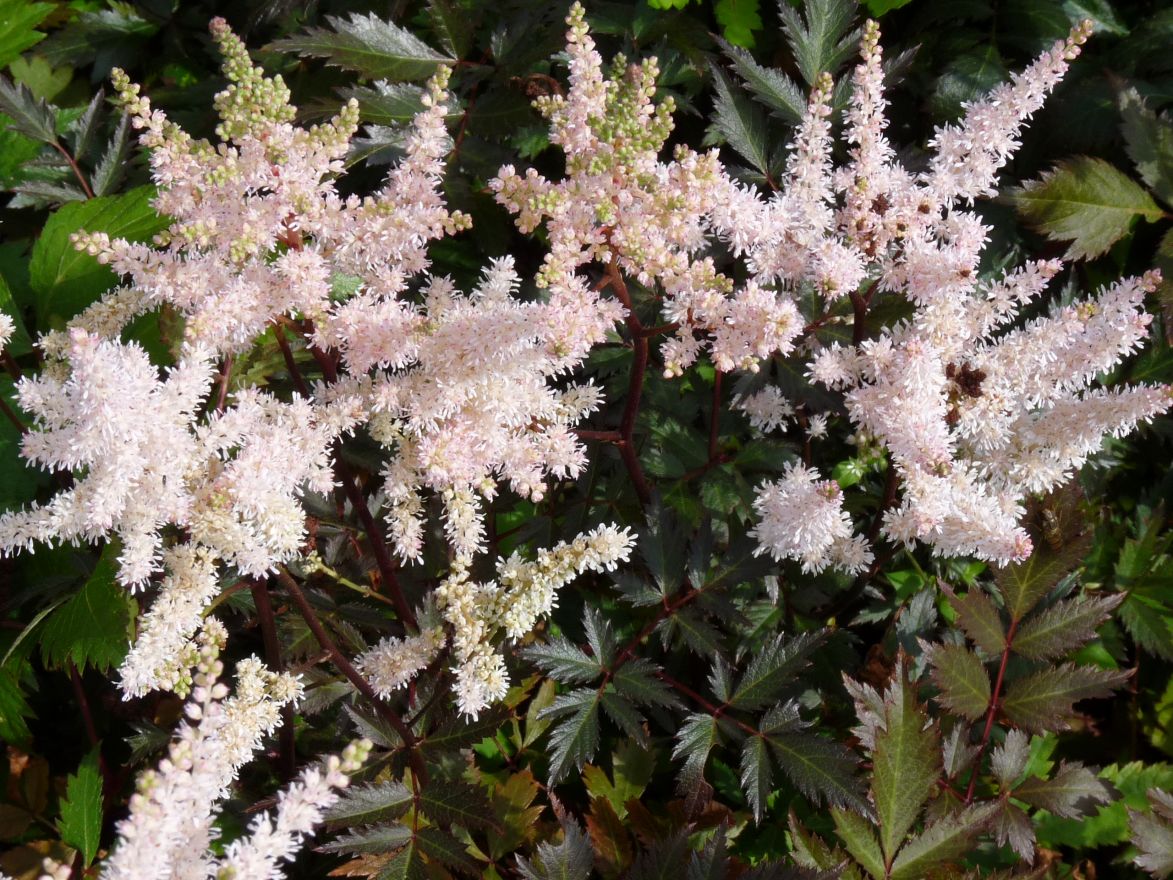 Astilbe arendsii 'Bumalda'